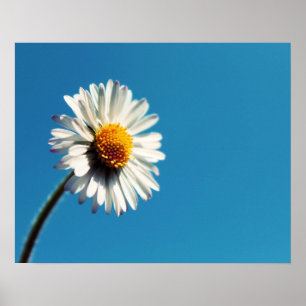 Een heldere Witte Daisy onder een Big Blue Sky Poster