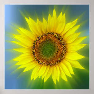 een heldere zonnebloem poster