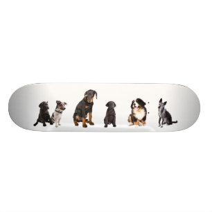 een heleboel honden skateboard