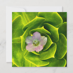 Een Hellebore, een Lenteroos Bedankkaart
