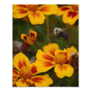 Een herfstmiddag in de tuin. foto afdruk