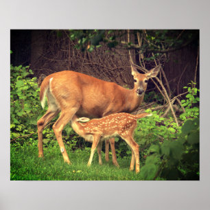 Een hinde en haar fawn poster