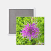 Een hint van een "Fuschia Burst" magneet (Voorkant / Achterkant)