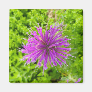 Een hint van een "Fuschia Burst" magneet