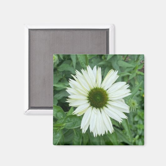 Een hint van een "White and Green Daisy" magneet (Voorkant / Achterkant)