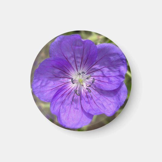 Een hint van Z "Paarse Bloemen" magneet (Voorkant)