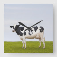 Een Holstein Dairy koe met vlekken in de vorm van