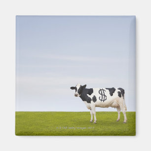 Een Holstein-melkkoe met vlekken in de vorm van Magneet
