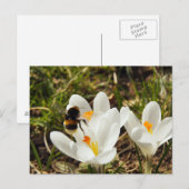 Een hommel die naar een kroonbloem vliegt briefkaart (Voorkant / Achterkant)