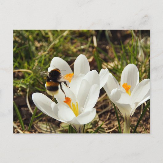 Een hommel die naar een kroonbloem vliegt briefkaart (Voorkant)