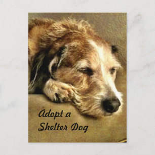 Een hond-Briefkaart aannemen Briefkaart
