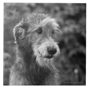 Een hond buiten. tegeltje