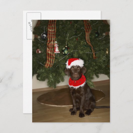 Een hond die bij een kerstboom zit feestdagenkaart (Voorkant / Achterkant)