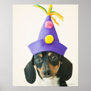 Een hond die een grappig pet draagt poster