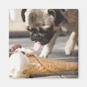 Een hond die een ijsje uit een bedekking eet magneet