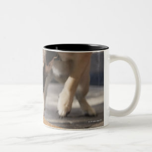 Een hond die een ijsje uit een bedekking eet tweekleurige koffiemok