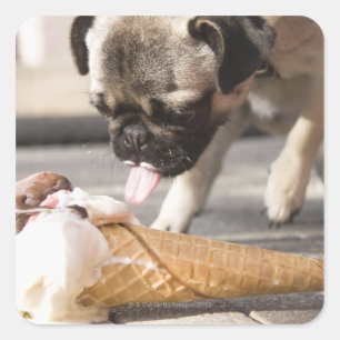Een hond die een ijsje uit een bedekking eet vierkante sticker