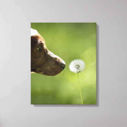 Een hond en een dandelion. canvas afdruk (Voorkant)
