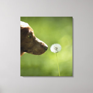 Een hond en een dandelion. canvas afdruk