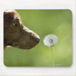 Een hond en een dandelion. muismat