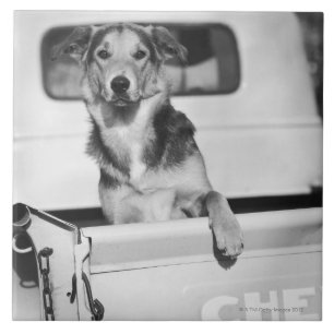 Een hond in een auto. tegeltje