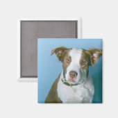 Een hond magneet (Voorkant / Achterkant)