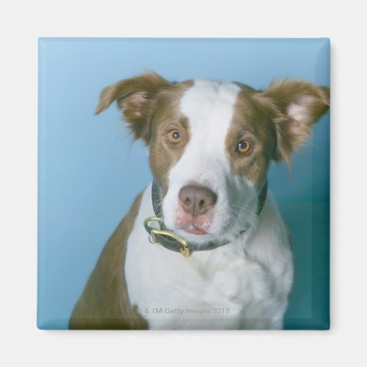 Een hond magneet (Voorkant)