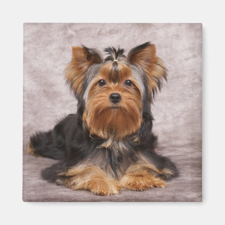 Eén hond magneet