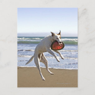 Een hond springt naar een frisbee op het strand briefkaart