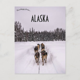 Een honden slee team in Alaska Briefkaart
