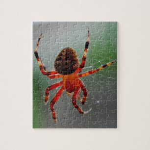 Een hongerige spin wacht legpuzzel