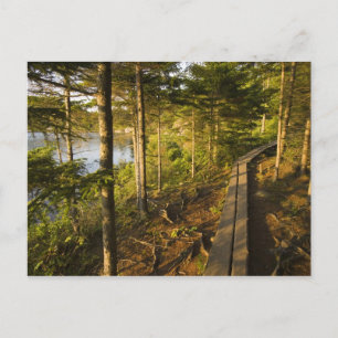 Een houten loopbrug in Acadia National Park Maine Briefkaart