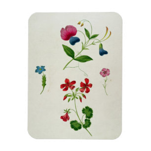 Een illustratie uit 'A New Treatise on Flower Pai' Magneet