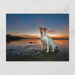 Een Jack Russell-meetband   Brighton Beach Briefkaart