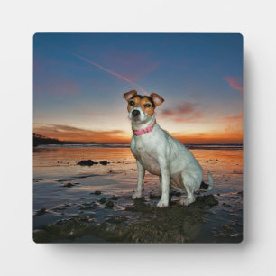 Een Jack Russell op het strand van Brighton Fotoplaat