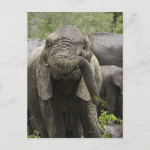 Een jonge Afrikaanse olifant (Loxodonta africana) Briefkaart
