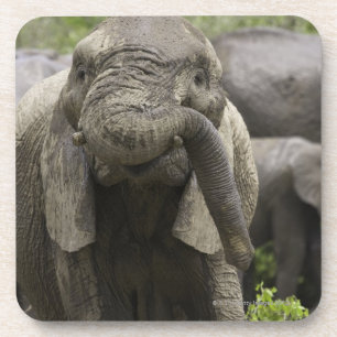 Een jonge Afrikaanse olifant (Loxodonta africana) Onderzetter