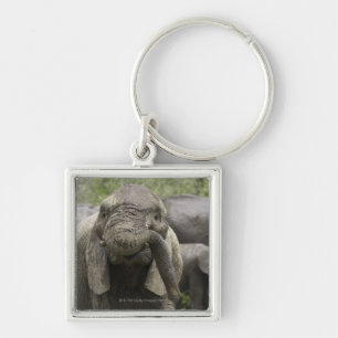 Een jonge Afrikaanse olifant (Loxodonta africana) Sleutelhanger
