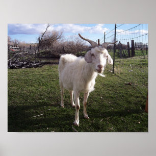 Eén jonge geit poster