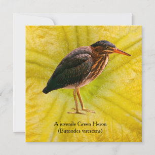 Een jonge Groene Reiger (Butorides virescens)