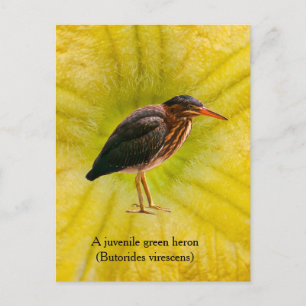 Een jonge Groene Reiger (Butorides virescens) Feestdagenkaart
