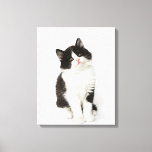 Een jonge kitten die in de camera kijken canvas afdruk