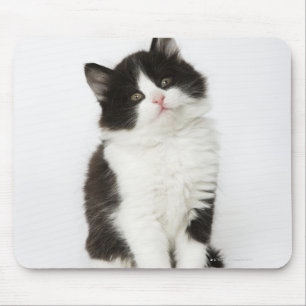Een jonge kitten die in de camera kijken muismat