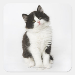 Een jonge kitten die in de camera kijken. vierkante sticker