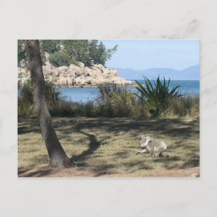 Een jonge koala op het strand briefkaart