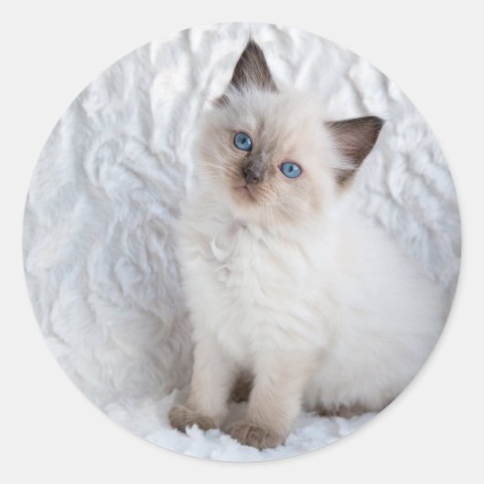 Een jonge ragdoll kat zittend op bont in stoel ronde sticker (Voorkant)