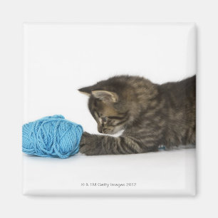 Een jonge Tabby kitten die met wol spelen Magneet