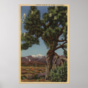 Een Joshua-palm in Bloom in de Californische woest Poster