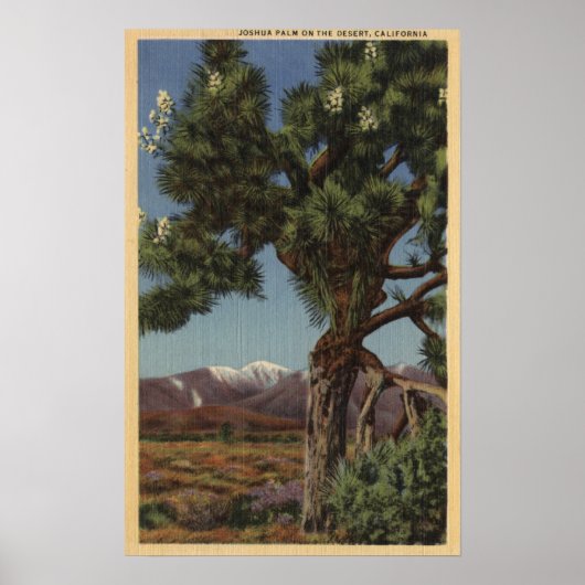 Een Joshua-palm in Bloom in de Californische woest Poster (Voorkant)