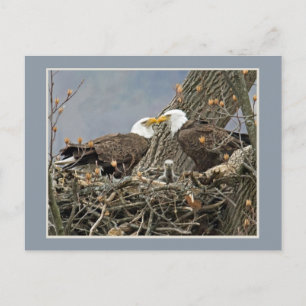 Een kaal Portret van de Familie van Eagle Briefkaart